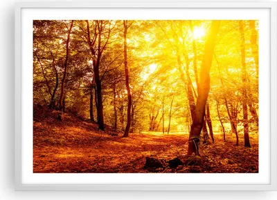 Produktbild von Gerahmtes Poster - Weißer Rahmen - Wald Baum Natur - 70x50 cm - Wand Bild - Wanddeko - Wandbilder - Kunstposter - Wandposter - Bilderrahmen - Bilder - Kunstdruck - Wandbild - P2WAA70x50-3722