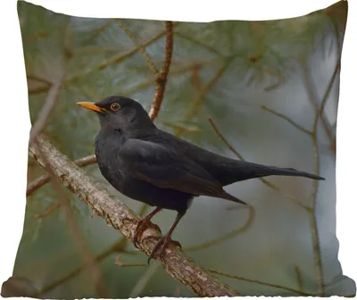 Produktbild von MuchoWow® Outdoor Kissen - Vogel - Amsel - Zweige - Tiere - 40x40 cm - Wetterfest - Lounge Kissen - Kopfkissen - Interieur - Polster mit Bild