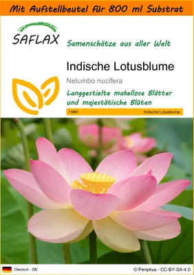 Produktbild von SAFLAX Garden in the bag - Indische Lotusblume - Nelumbo nucifera   - 8 Samen - Mit Anzuchtsubstrat im praktischen, selbst aufstellenden Beutel