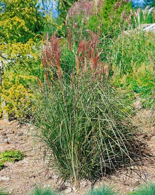 Produktbild von Miscanthus sinensis 'Roter Oktober', Chinaschilf, rot, 3-5 Liter Container
