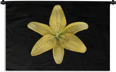 Produktbild von MuchoWow® Wandteppich Wandbehang Eine gelbe Lilienblüte auf schwarzem Hintergrund 120x80 cm Tapisserie Dekoration Wandtuch - Wanddekorationen - Wandtücher