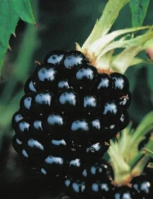 Produktbild von Brombeere Thornless Evergreen - Rubus fruticosus -