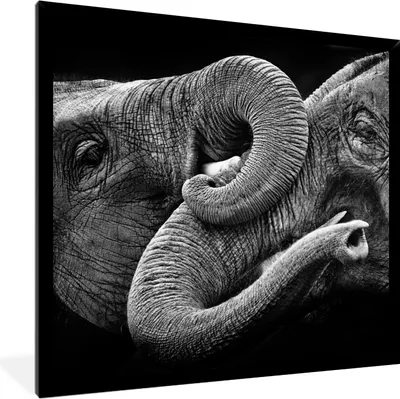 Produktbild von MuchoWow® MuchoWow® Gerahmtes Poster Elefant - Tiere - Schwarz - Weiß 40x40 cm - Poster mit zchwarzem Bilderrahmen - Mit Rahmen - Wanddekoration Schlafzimmer
