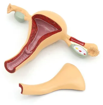 Weibliches Genitalanatomie-Modell, Gebärmutter, Eierstock, Lehrmittel
