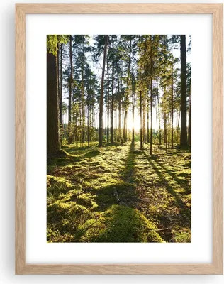 Produktbild von Gerahmtes Poster - Rahmen in heller Eiche - Wald Baum Natur - 30x40 cm - Wand Bild - Wanddeko - Wandbilder - Kunstposter - Wandposter - Bilderrahmen - Bilder - Kunstdruck - Wandbild - P2NPA30x40-3724