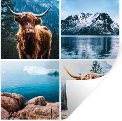 Produktbild von MuchoWow® Wandtattoo Wandsticker Wandaufkleber Schottischer Highlander - Berg - Collage 30x30 cm Selbstklebend und Repositionierbar - Repositionierbar - Wasser abweisend