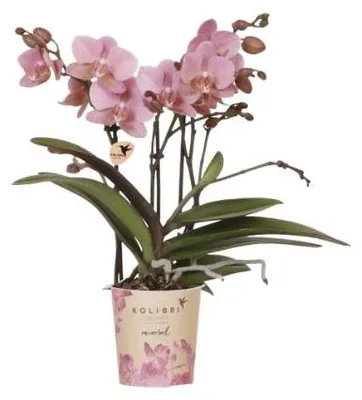 Image de Kolibri Orchids | orchidée Phalaenopsis vieux rose - Jewel Treviso - taille de pot Ø9cm | plante d'intérieur à fleurs - fraîchement obtenue chez le producteur