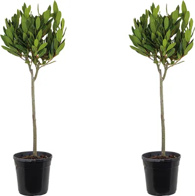 Produktbild von Bloomique - Laurus Nobilis am Stamm - Lorbeerbaum- Gartenpflanzen Winterhart - Gartenkräuter Pflanzen - Höhe 80-100 cm - Topf 21 cm