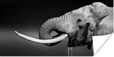 Produktbild von MuchoWow® Poster Elefant - Wasser - Tiere - Schwarz - Weiß 80x40 cm - Wanddeko