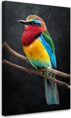 Produktbild von Leinwandbild Bunter Papagei Tiere 80x120 Feeby Bunt bild für die wand bereit zum aufhängen