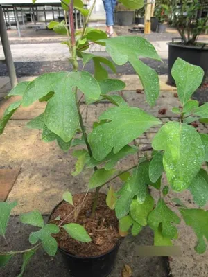 Produktbild von Nelkenzimtbaum - Fieberbaum -  Fenchelholzbaum - Sassafras albidum - 25-30cm