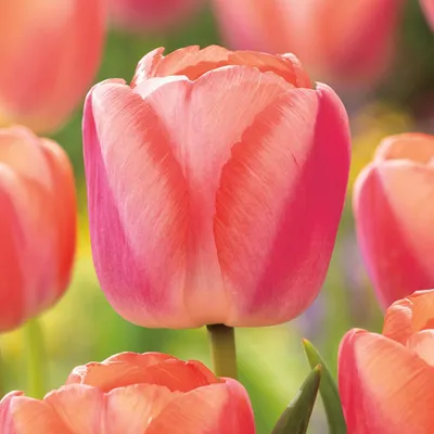 Zdjęcie produktu dla Tulipan Darwina Apricot Pride 5 szt Tulipany Cebulki Tulipanów Cebule