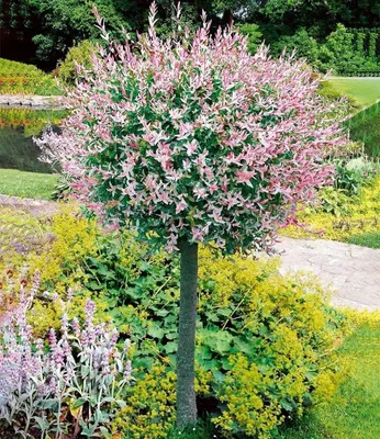 Obrázok produktu pre Salix 'Hakuro Nishiki' – 2 kusy – Vtáčí breza s výraznou listovinou