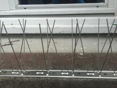 Image de Pic Anti-pigeon Inox 1m Protection Efficace Et Durable Contre Les Pigeons - Euro Birds