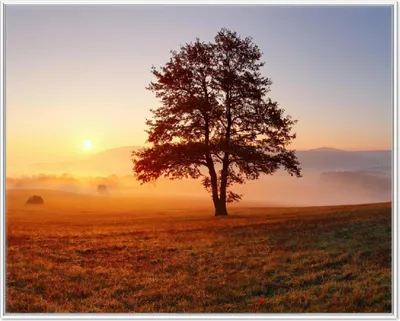 Produktbild von Wallario Wandbild Sonnenaufgang über der Wiese mit Nebel, Größe: 40,30 x 50,30 cm, Poster mit weißem Aluminiumrahmen
