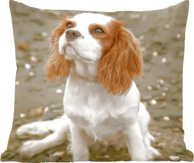 Produktbild von MuchoWow® Zierkissen Sofakissen Wohnzimmer Dekokissen 60x60 cm Ein Cavalier King Charles Spaniel schaut auf - Sitzfläche - Foto Polster
