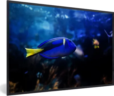 Produktbild von MuchoWow® Gerahmtes Poster Blauer Fisch im Aquarium 30x20 cm - Poster mit Schwarzem Bilderrahmen Wandposter Rahmen Foto Bilder - Kunstdruck - Bild-Poster