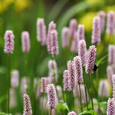 Produktbild von 6 x Knöterich  - Persicaria bistorta 'Superba'  | Topf 9cm x 9cm
