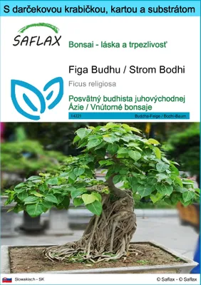 Obrázok produktu pre SAFLAX Darčeková sada - Figa Budhu / Strom Bodhi - Ficus religiosa - 100 Semená - S darčekovou krabičkou, prepravným štítkom, darčekovou kartou a pestovateľským médiom