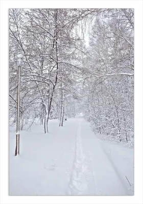 Produktbild von Wallario Wandbild Verschneiter Spazierweg, Größe: 61 x 91,5 cm, Poster mit rahmenlosen Bildhalter