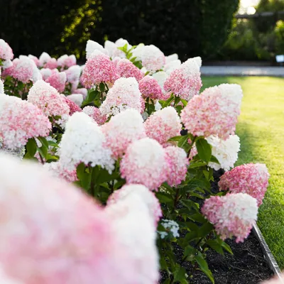 Produktbild von Hortensien Winterhart Paniculata Pink and Rose (3 Pflanzen) - Hydrangea pflanzen aus Holland - Echte Garten Hortensie (kein Samen, Kunstblumen und nicht künstlich) - Mehrjährig Balkonpflanzen