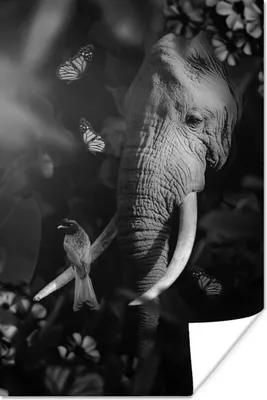Produktbild von MuchoWow® Poster Porträt eines Elefanten und eines Vogels im Dschungel - schwarz und weiß 40x60 cm - Plakate für die Wand - Poster Babyzimmer