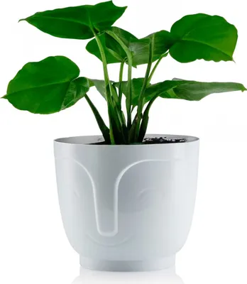 Image de HowHomely Pot de fleurs Zoe hauteur 16 cm, bac à plantes, blanc Cache-pot pour jardin balcon