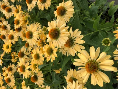 Zdjęcie produktu dla 6 x Echinacea purpurea 'Aloha' - jeżówka - doniczka 9x9 cm
