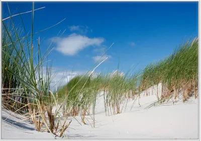 Produktbild von Wallario Wandbild Düne am Strand unter blauem Himmel, Größe: 70,30 x 100,30 cm, Poster mit weißem Kunststoffrahmen