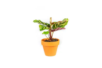 Obrázok produktu pre Gardners Calathea makoyana, priemer 6-7 cm