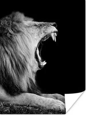 Produktbild von MuchoWow® Poster Löwe - Wildtiere - Gras - Schwarz - Weiß 120x160 cm - Wandbilder