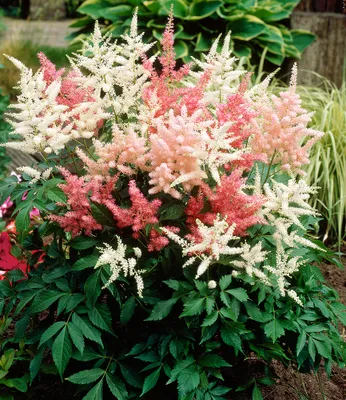 Produktbild von BALDUR Garten 4er Astilben-Mix 'Rosa & Weiß', Knollen in Größe I, graziöse, filigrane Blütenrispen, himmlische Blütenwolken, sattgrüne Blätter, winterhart, mehrjährig für Beete und Rabatten