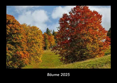 Produktbild von Bäume 2025 Fotokalender DIN A3