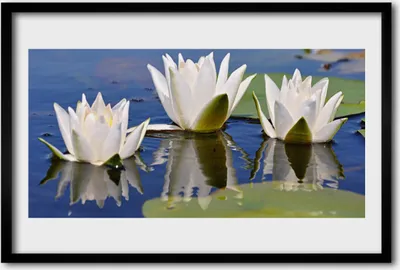 Produktbild von Bild 60x40 MDF-Rahmen Wandkunst Blumen Pflanzen