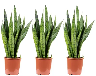Productafbeelding van Set van 3 Booghennep Planten - Sansevieria Zeylanica - Hoogte 65 cm