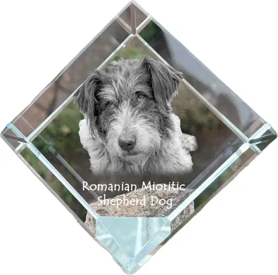 Immagine prodotto di Art-Dog Fermacarte – Cane da Pastore Rumeno Mioritico