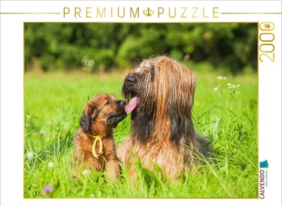 Produktbild von CALVENDO Puzzle Briard- Hündin mit einem ihrer Welpen | 2000 Teile Lege-Größe 90x67cm Foto-Puzzle für glückliche Stunden