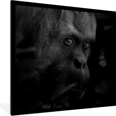 Produktbild von MuchoWow® Gerahmtes Poster Tiere - Affe - Natur - Schwarz - Weiß 40x40 cm - Poster mit Schwarzem Bilderrahmen Wandposter Rahmen Foto Bilder - Mit Rahmen - Wanddekoration Schlafzimmer