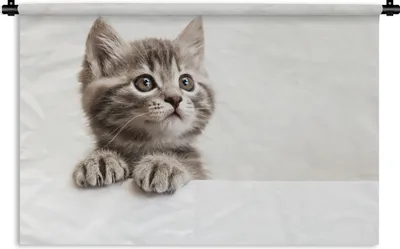 Produktbild von MuchoWow® Wandteppich Wandbehang Katze - Grau - Tiere 90x60 cm Tapisserie Dekoration Wandtuch - Wandskulpturen - Bildteppich