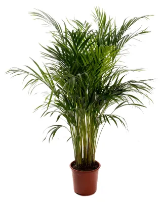 Produktbild von Areca Palme (Goldfruchtpalme) - Zimmerpflanze, Tropisch, Immergrün, Größe inkl. Topf 90-100 cm, Palmen-Pflanze für Zimmer, Büro usw.