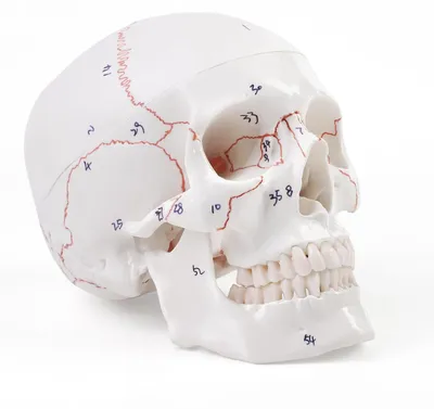 Anatomisches Schädelmodell, 3-teilig, farbig, mit digitaler Beschriftung
