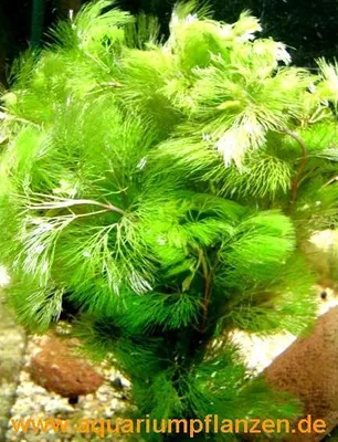 Produktbild von 1 Bund Goldene Haarnixe Cabomba aquatica, Riesen