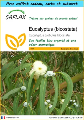 Image de SAFLAX Ensemble-cadeau - Eucalyptus (bicostata) - 100 graines - Eucalyptus