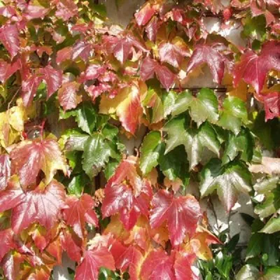 Produktbild von 2 x  Dreilappige Jungfernrebe  - Parthenocissus 'Veitch Boskoop'  | 50-60 cm in Container