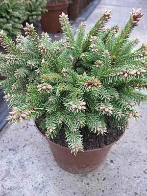 Produktbild von Zwergfichte - Picea abies Pygmea 15-20cm