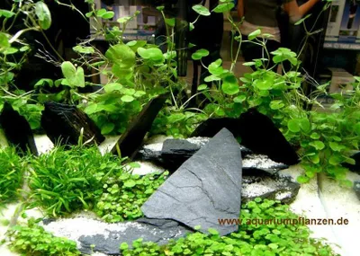 Produktbild von Wasserpflanzen Set für 200 l Aquarium, Becken (11)