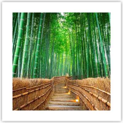 Produktbild von Poster - Poster ohne Rahmen - Bambus Pflanze - 40x40 cm - Wand Bild - Wanddeko - Wandbilder - Kunstposter - Wandposter - Bilder - Kunstdruck - Wanddekoration - Wandbild - P2XAC40x40-3979