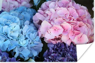 Produktbild von MuchoWow® Poster Blumen - Strauch - Hortensie - Botanisch 120x80 cm - Bilder