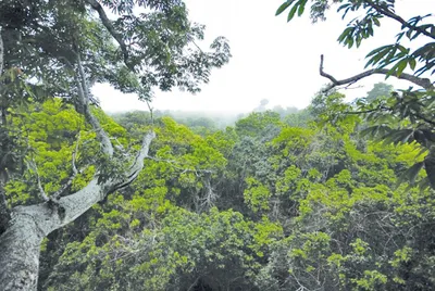 Image de Expedition Regenwald