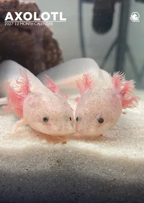 Productafbeelding van A3-kalender 2027 met axolotls